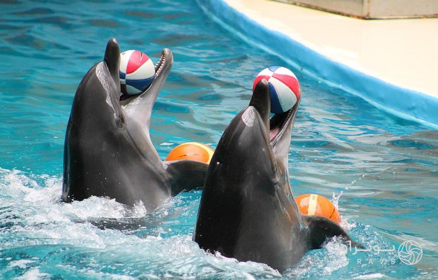 dolphinarium Istanbul